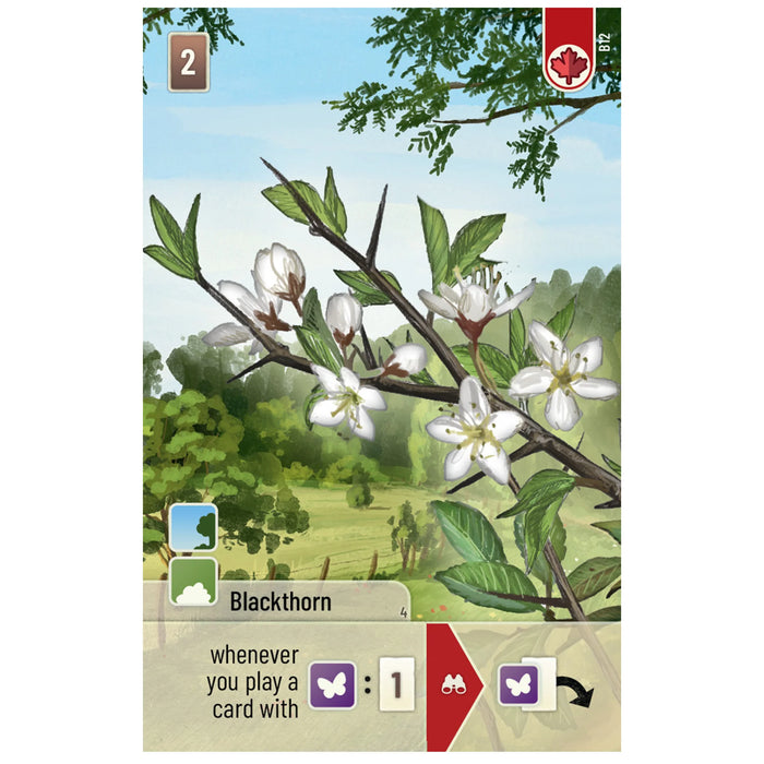 Forest Shuffle: Woodland Edge Expansion [Board Game]