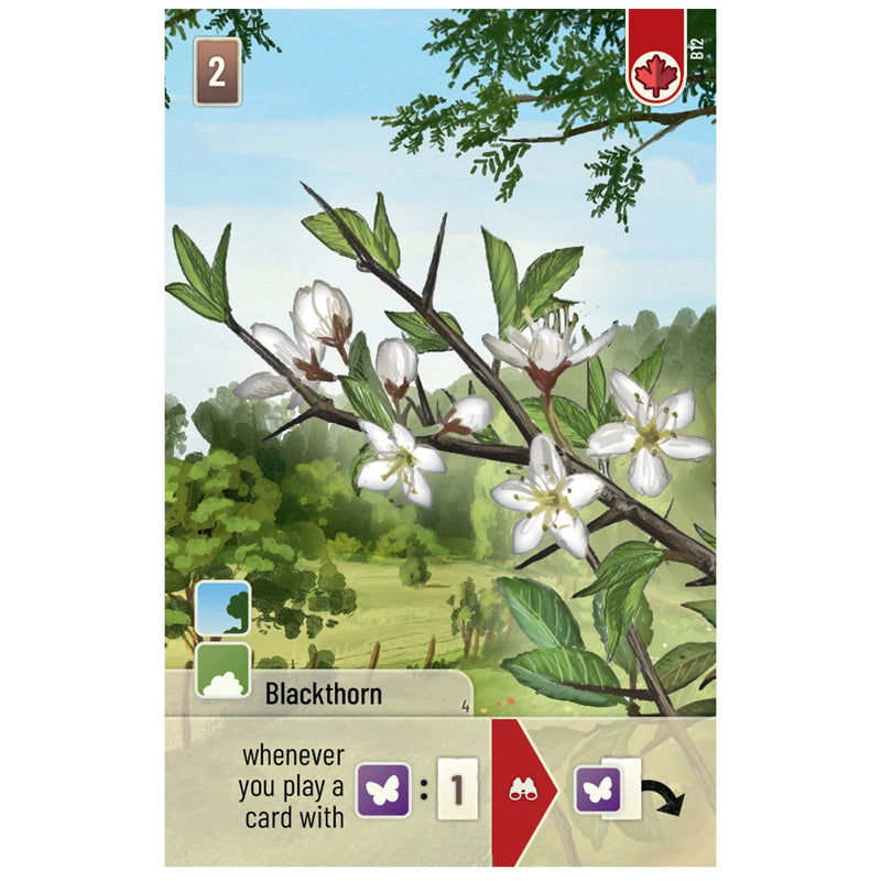 Forest Shuffle: Woodland Edge Expansion [Board Game]